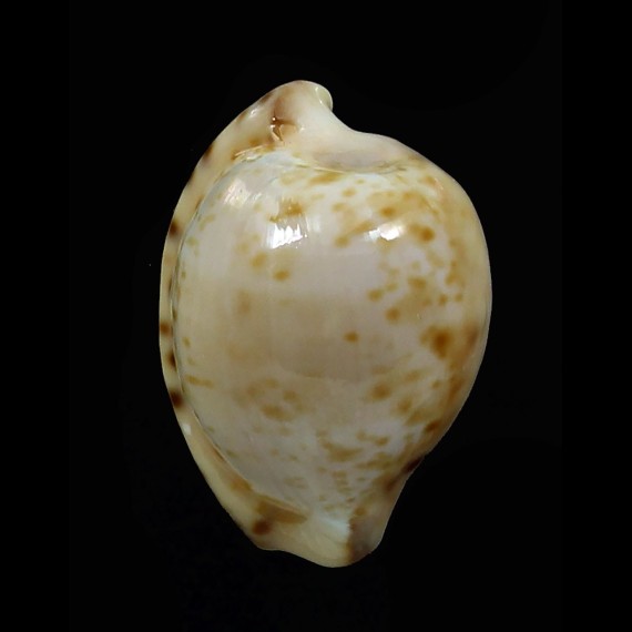 edentula sanfrancesca 19,1mm