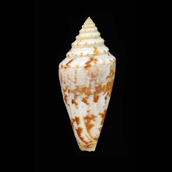 anemone carmeli 47,8mm