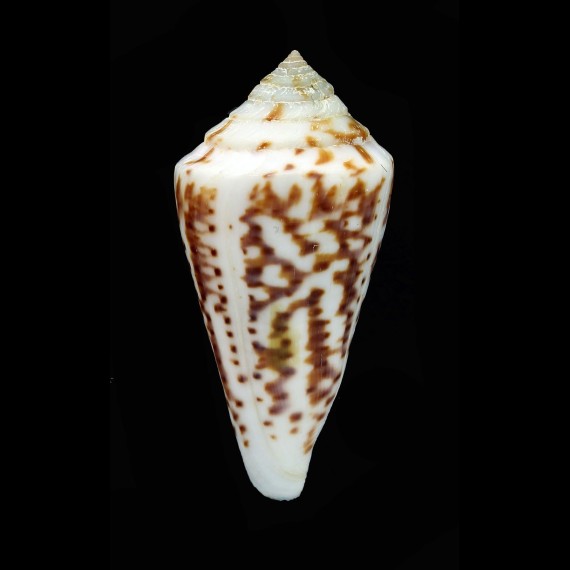 clerii 56,5mm