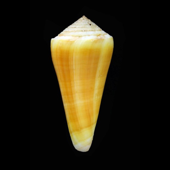 alconnelli 56,7mm