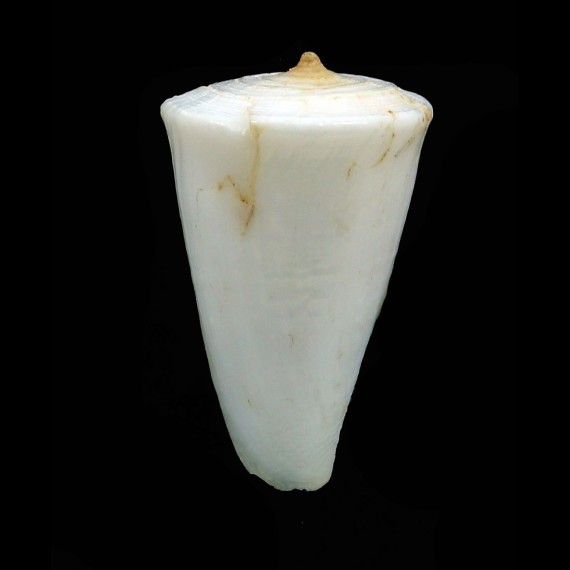 visagenus 24,7mm TRUE ALBINO