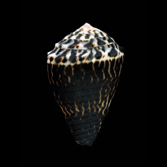 chaldeus 36,1mm