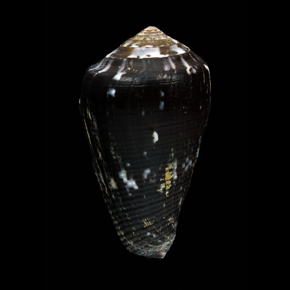 catus fuscoolivaceus 43,0mm