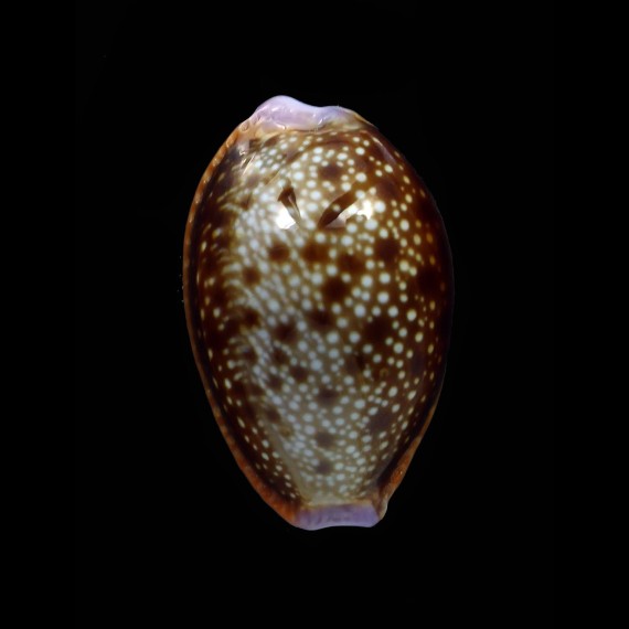 helvola 30,6mm