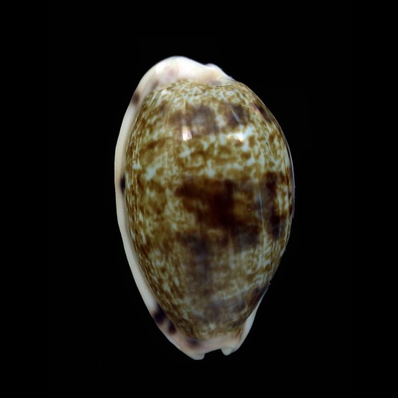 pellucens polynesiana 27,0mm