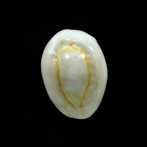 obvelata 26,0mm BIG