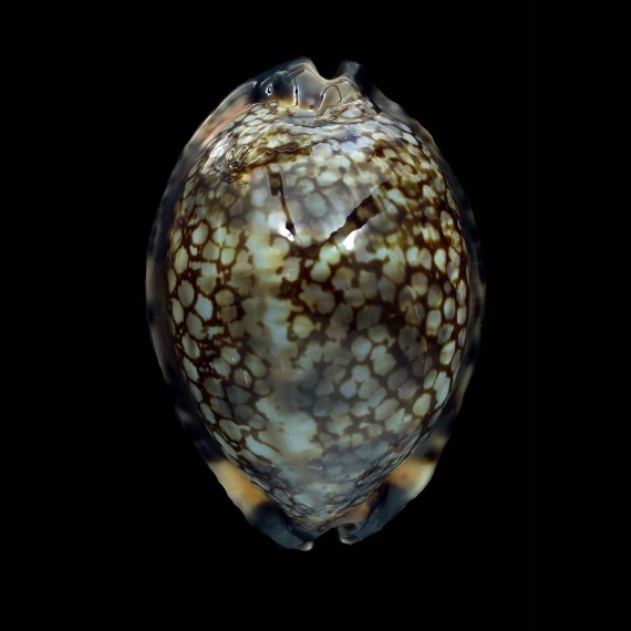 maculifera martybealsi 69,0mm