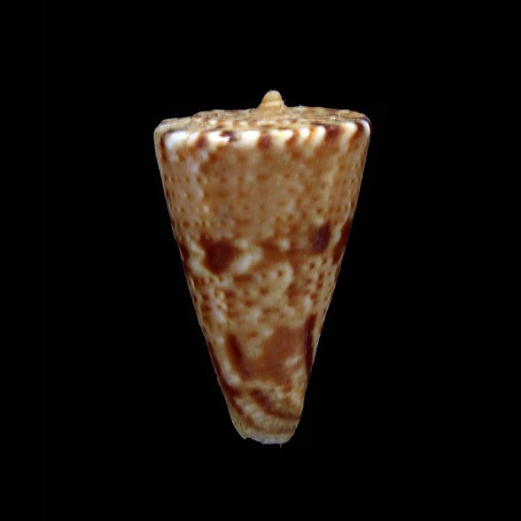 visagenus 20,0mm