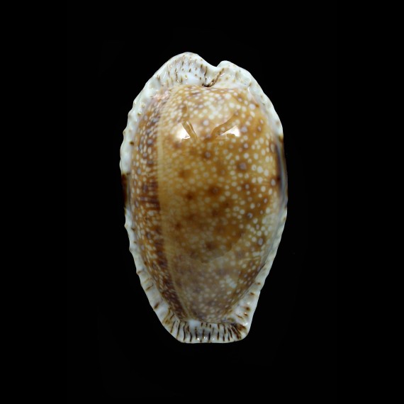 erosa lactescens 42,8mm