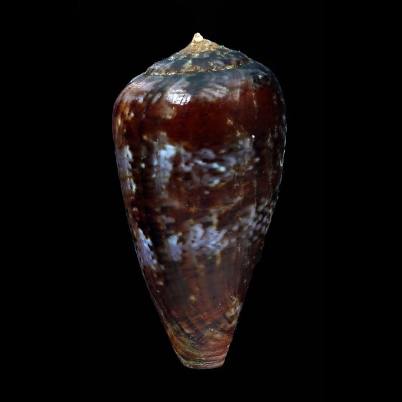 tinianus 49,2mm DARK