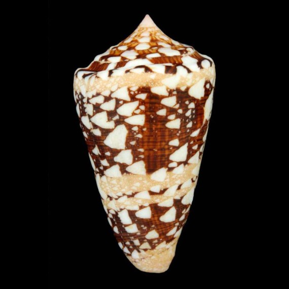 ammiralis