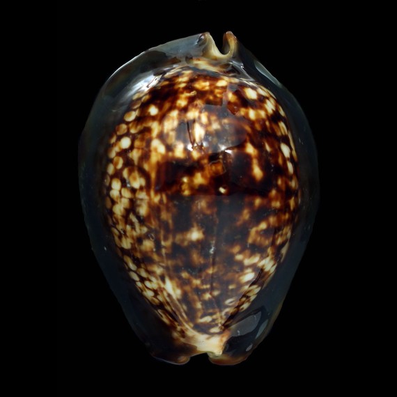 mauritiana albiflora 97,8mm GIANT