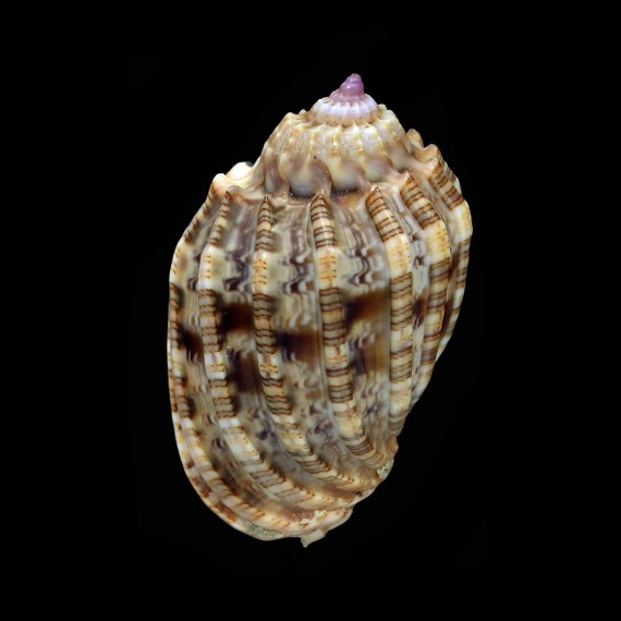 amouretta crassa 40,3mm