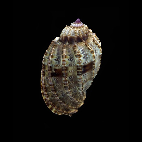 amouretta 41,2mm