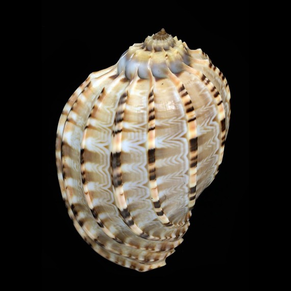 articularis 92,0mm