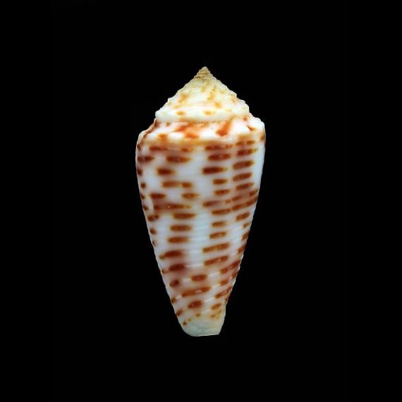 proximus 31,3mm