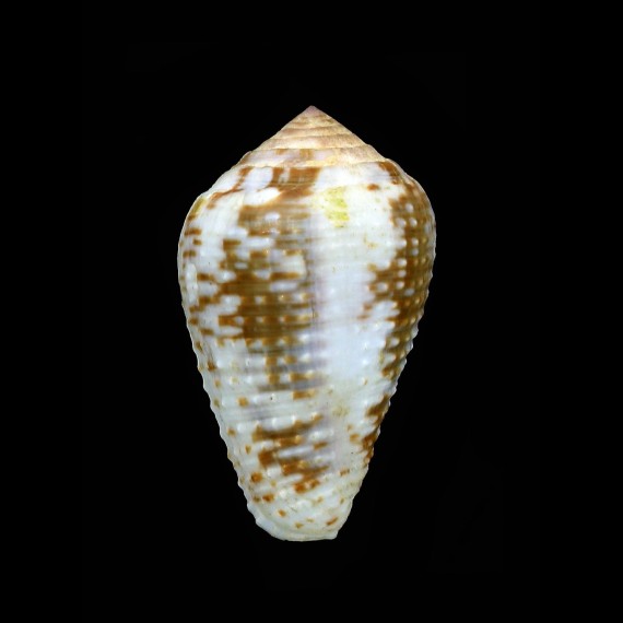 catus 39,1mm