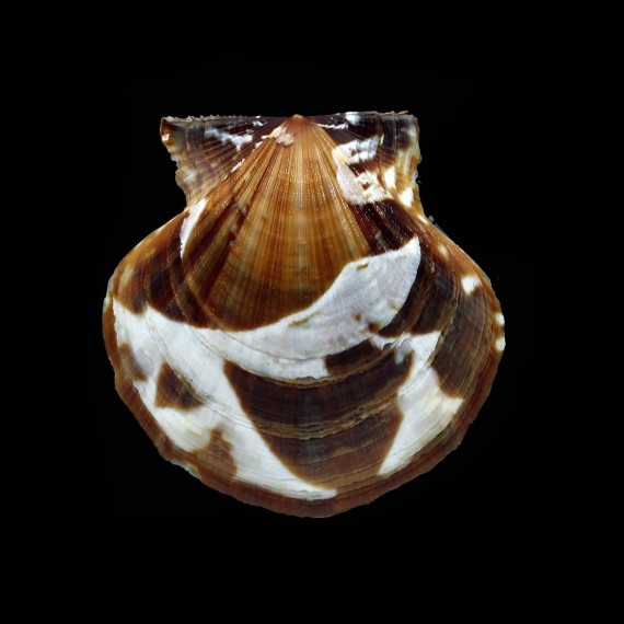 glaber 39,6mm