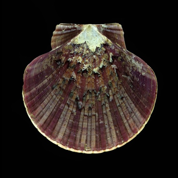 ziczac 51,2mm