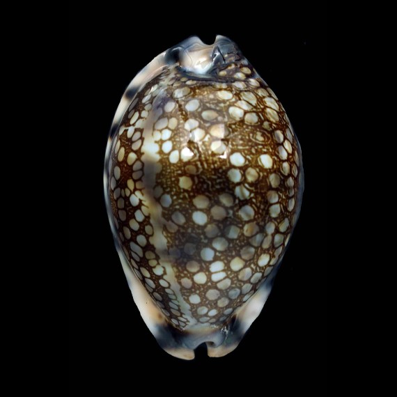 histrio 66,0mm