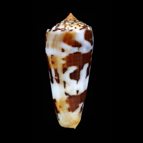 gubernator 75,0mm