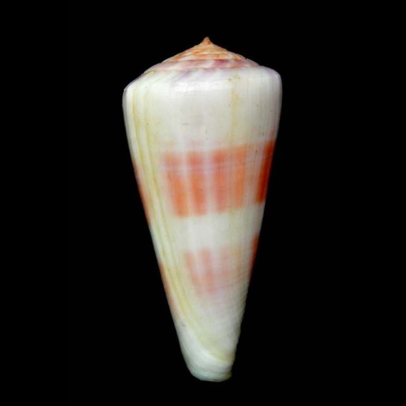 berdulinus SP