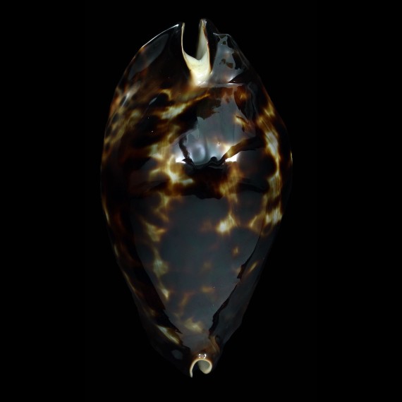 friendii friendii 88,1mm SPLENDID