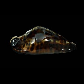 friendii friendii 88,1mm SPLENDID