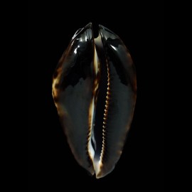 friendii friendii 88,1mm SPLENDID