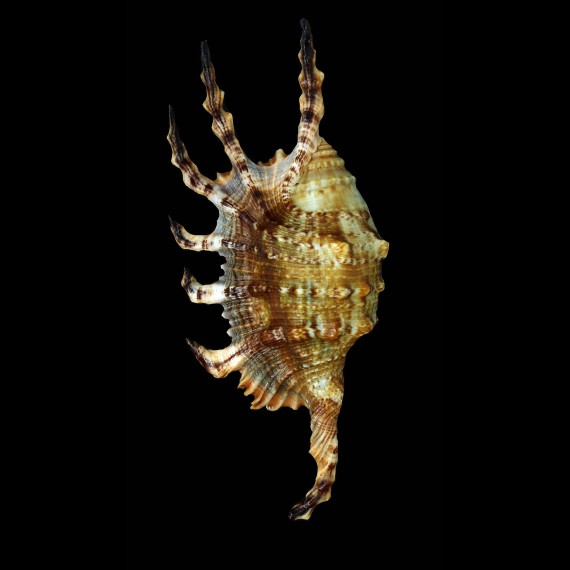 scorpius 143,3mm