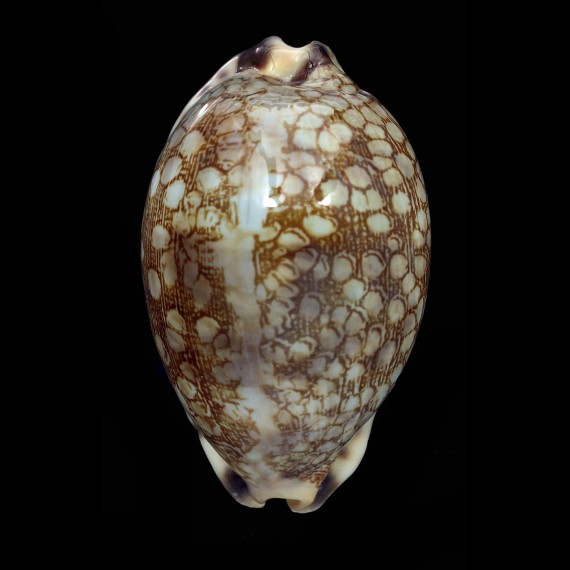 histrio westralis 66,0mm