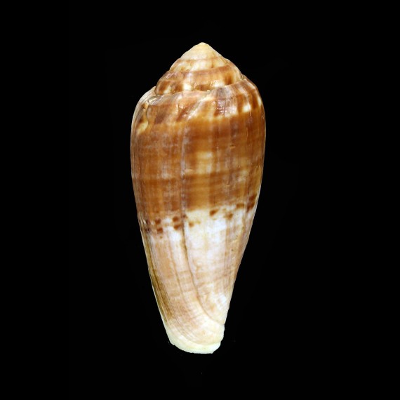 mozambicus 62,8mm BIG