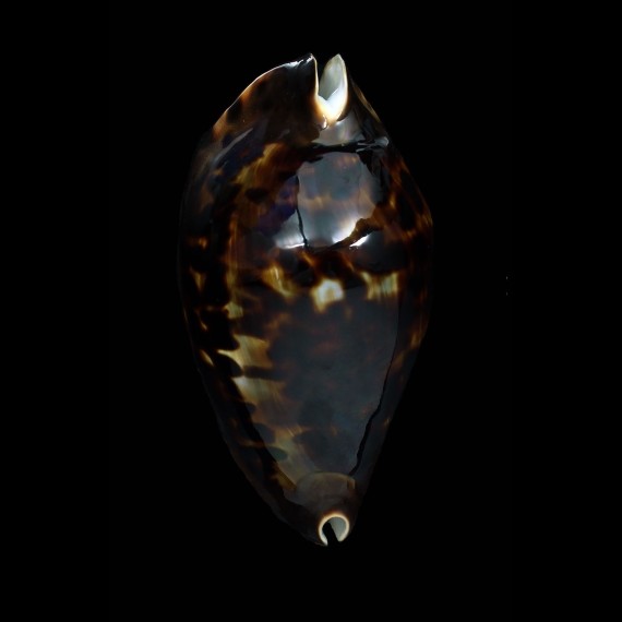 friendii friendii 85,0mm SUPERB