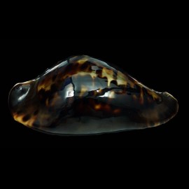 friendii friendii 85,0mm SUPERB