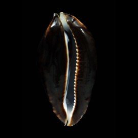 friendii friendii 85,0mm SUPERB
