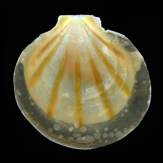 sibogai 53,2mm