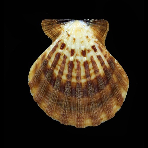 radula 70,0mm DARK