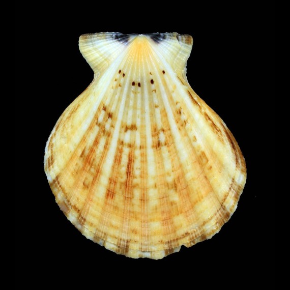 radula 90,0mm BIG