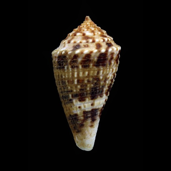 eucoronatus 32,7mm