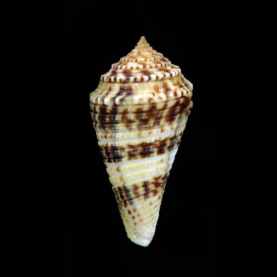 eucoronatus 39,4mm