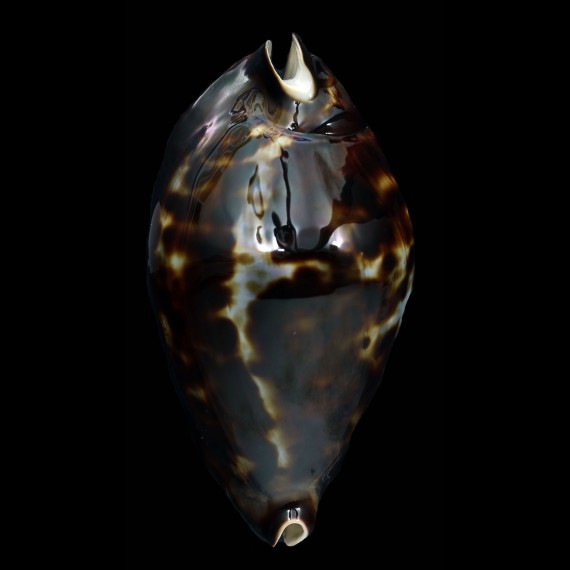 friendii 89,3mm