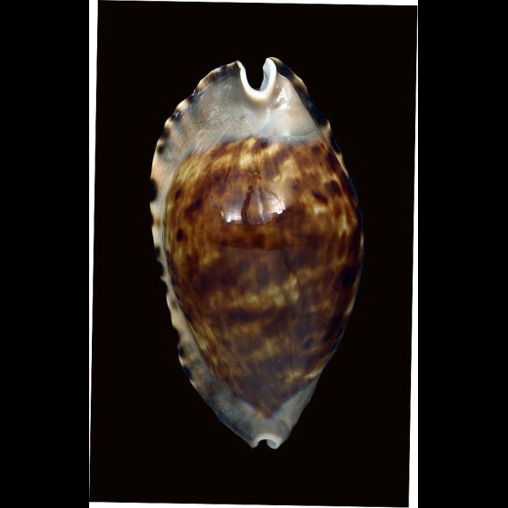 marginata consueta 59,0mm DARK