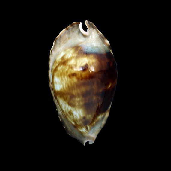 marginata consueta 60,8mm DARK