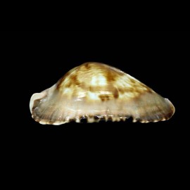 marginata consueta 60,8mm DARK