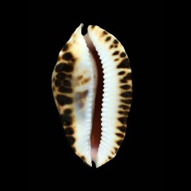 marginata consueta 60,8mm DARK