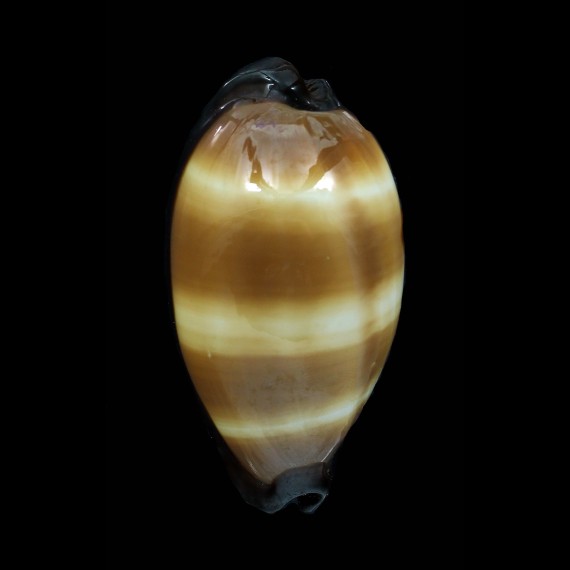 talpa lutani