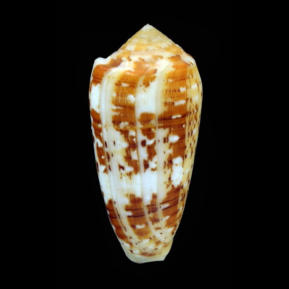 floccatus magdalenae