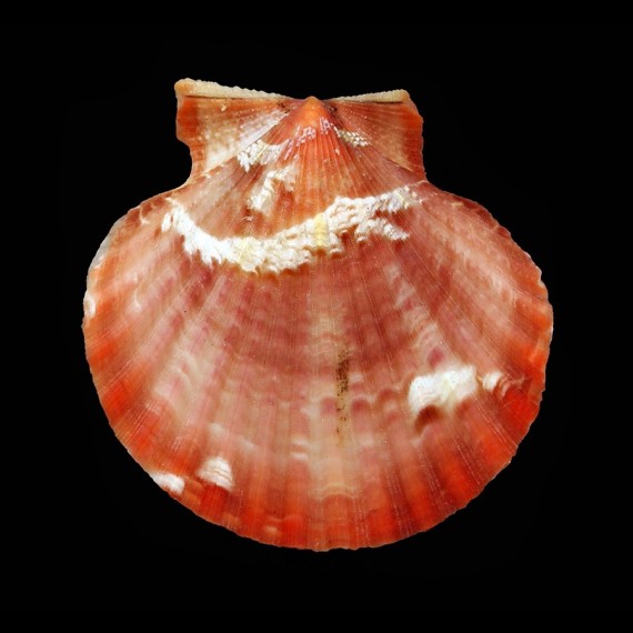 opercularis 50,0mm