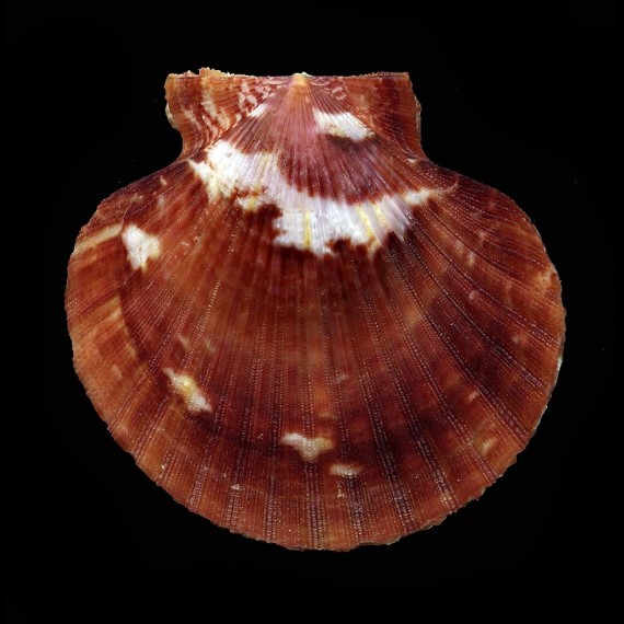 opercularis 52,1mm