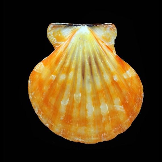 vexillum 49,6mm